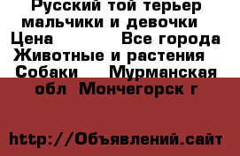 Русский той-терьер мальчики и девочки › Цена ­ 8 000 - Все города Животные и растения » Собаки   . Мурманская обл.,Мончегорск г.